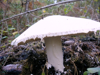 Amanite ovode