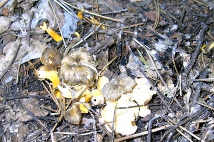 Amanite ovode